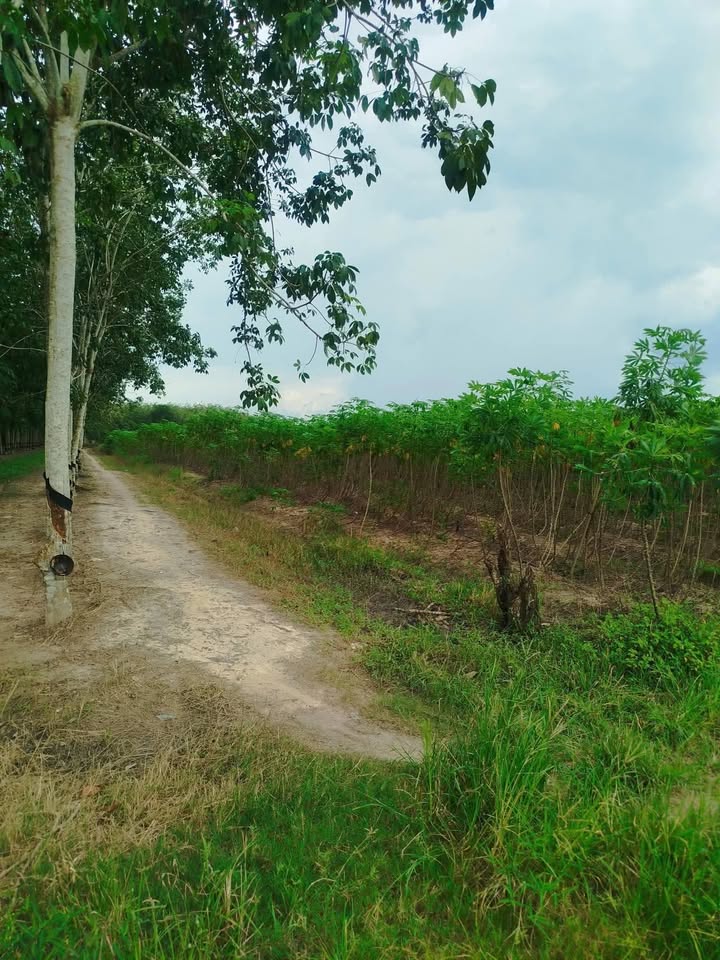 Đất thổ cư Thạnh Tây, Tân Biên 58,000m² giá 5.452 tỷ - Cơ hội đầu tư tuyệt vời!