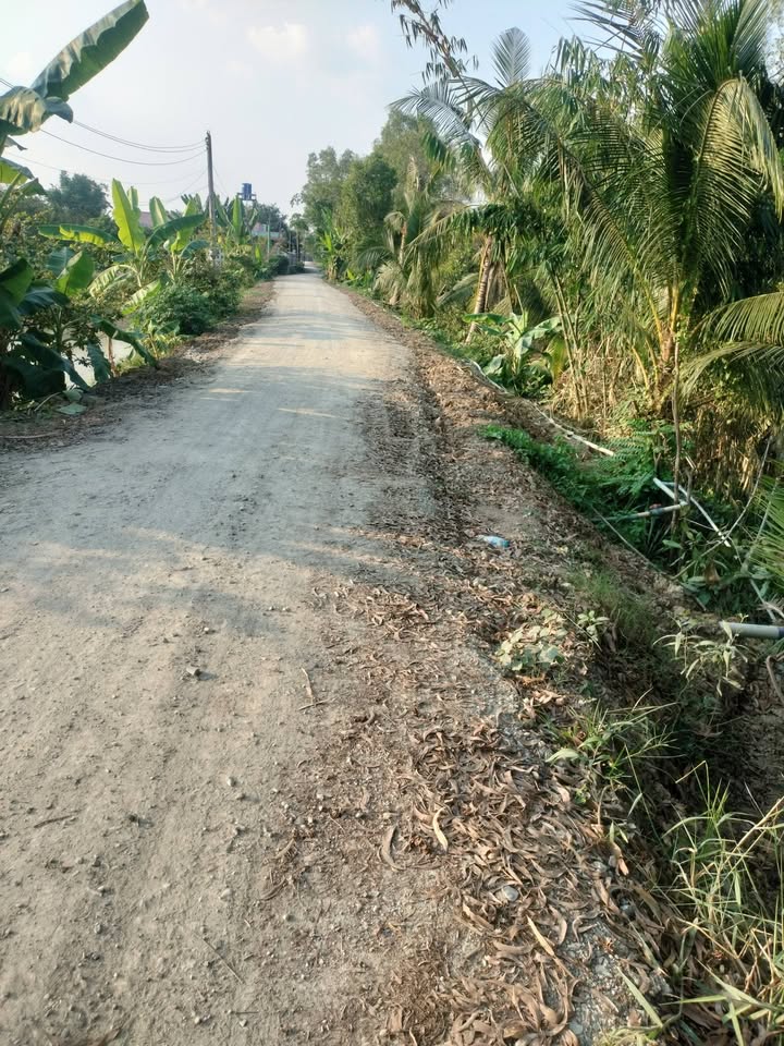 Đất lúa 3000m² tại Mỹ Thạnh, Thủ Thừa - Giá chỉ 600 triệu!