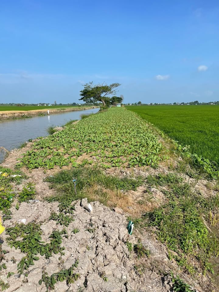 Đất ruộng 12 công ấp Thắng Lợi, Thạnh Lộc, Vĩnh Thạnh, Cần Thơ - Cơ hội đầu tư sinh lời!