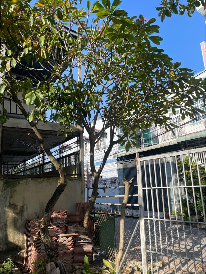 Nhà vườn Lái Thiêu 300m² giá 9.9 tỷ - Không gian sống lý tưởng với hồ bơi mini!