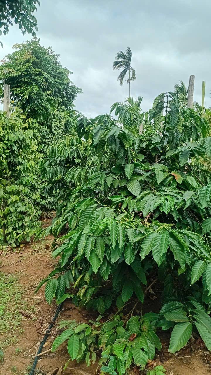 Đất nền xã Ia Nhin, huyện Chư Păh 7000m² giá 1.1 tỷ - Đầu tư sinh lời ngay!