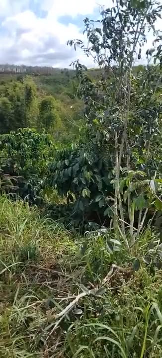 Farm Đăk Sơmei 4,4ha giá 2 tỷ - Bán nhanh, sổ đỏ chính chủ!