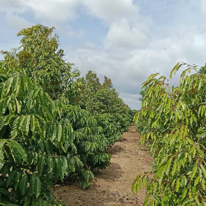 Đất nông nghiệp Phú Xuân 1,2ha giá 1,2 tỷ - Cơ hội đầu tư tuyệt vời!