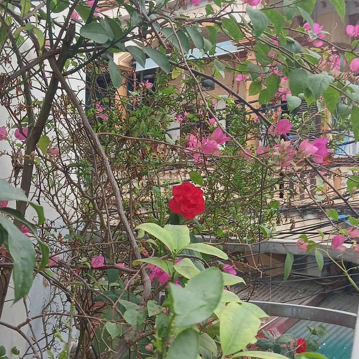 Nhà 2 tầng Nông Trang 63m² giá 2 tỷ - Vị trí trung tâm tiện lợi!