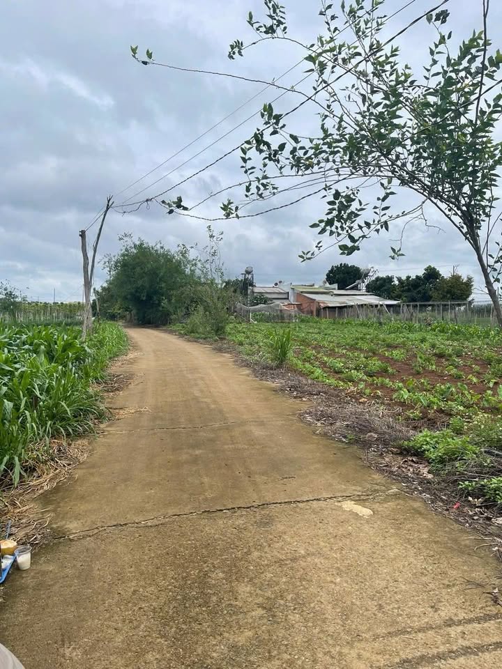 Đất nền xã Phú Hội, Đức Trọng, Lâm Đồng 186m² - Giá chỉ 750 triệu, đầu tư lý tưởng!