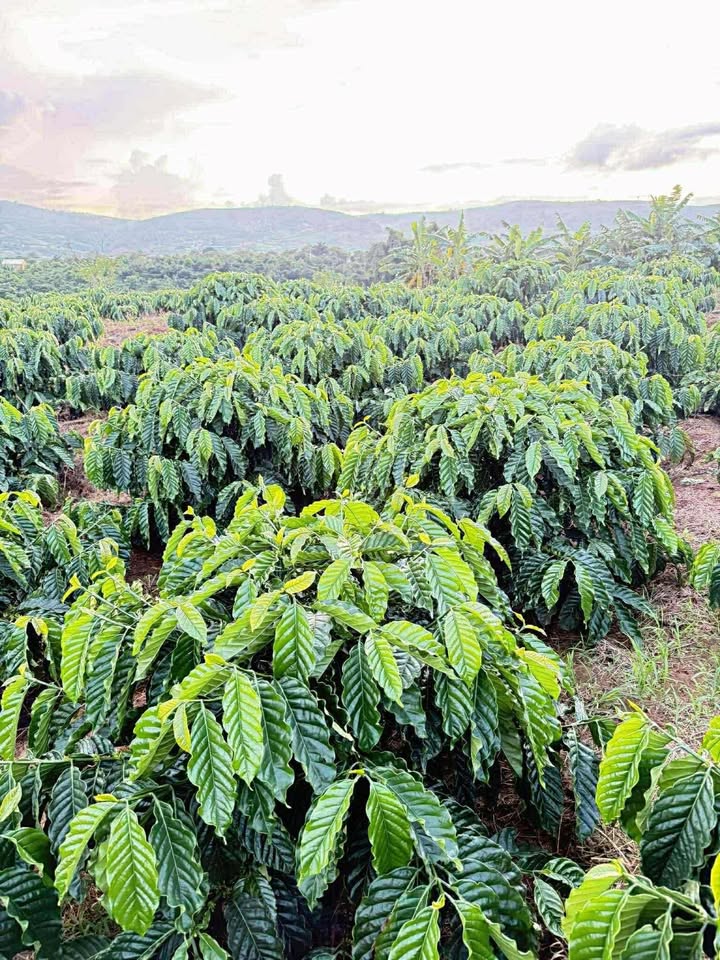 Đất nền Tân Hà Lâm Hà 10.000m² giá 5.5 tỷ - Gần quốc lộ thuận tiện!