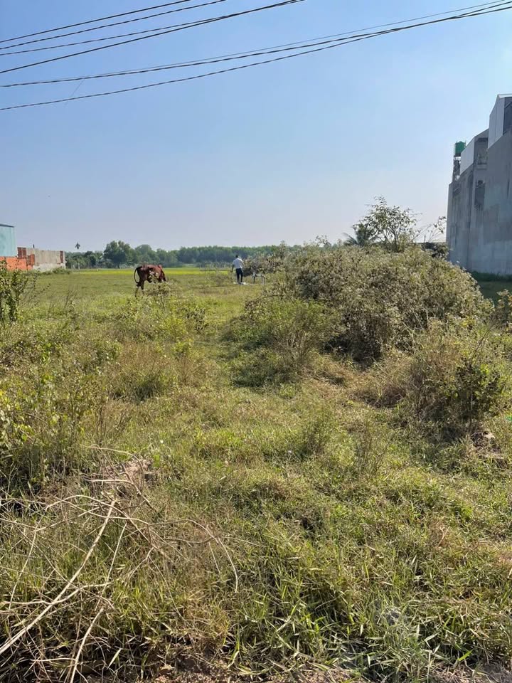 Đất nền ấp Rừng Sến, Mỹ Hạnh, 700m² giá 5 tỷ - Cơ hội đầu tư hấp dẫn!