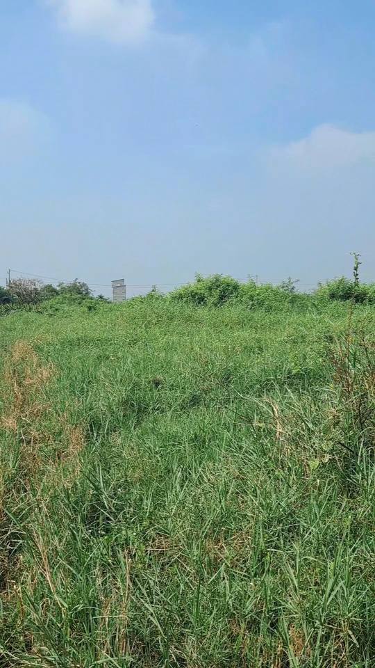 Đất nền 4269m² xã Tân Thuận Bình, Chợ Gạo - Giá chỉ 1.1 tỷ!