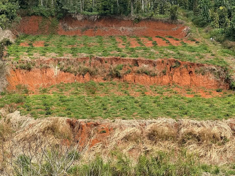 Đất nền 32.400m² tại Thuận Hạnh, Đắk Song, Đắk Nông - Giá 1.25 tỷ, bớt lộc!