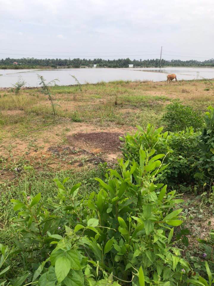 Đất nền Tân Long Hội, Tam Bình, Vĩnh Long 120m² giá chỉ 220 triệu - Cơ hội đầu tư hấp dẫn!