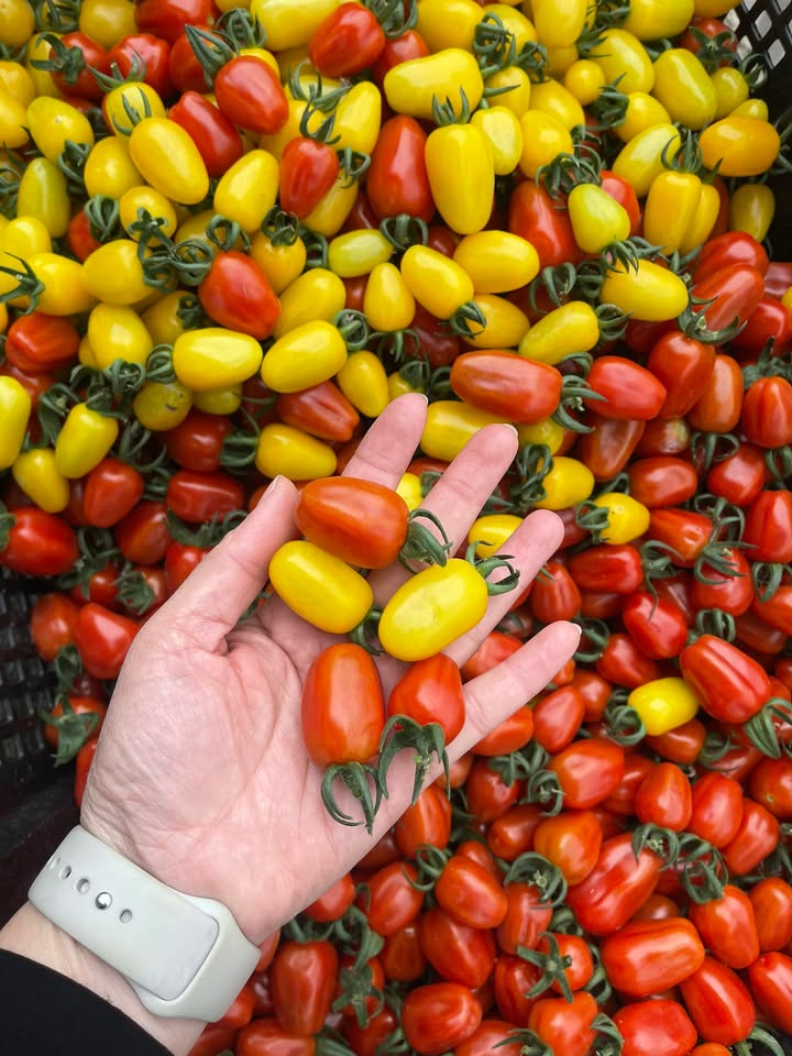 Đất Kim Anh Hải Dương 100m² giá 900 triệu - Sẵn sàng chuyển nhượng ngay!