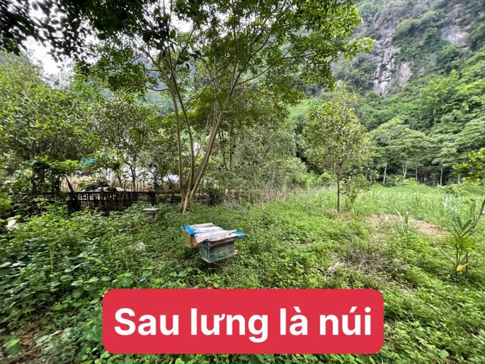 Đất nền Lạc Lương, Yên Thủy 625m² giá 980 triệu - Cơ hội đầu tư hiếm có!