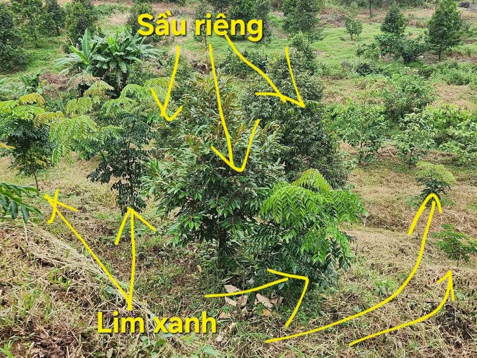 Đất Farm 1,3ha tại xã Triệu Hải - Giá chỉ 560 triệu - Cơ hội đầu tư tuyệt vời!