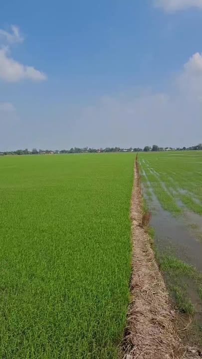 Đất ruộng Vọng Đông, Thoại Sơn 43.200m² giá 6.1 tỷ - Cơ hội đầu tư sinh lời!