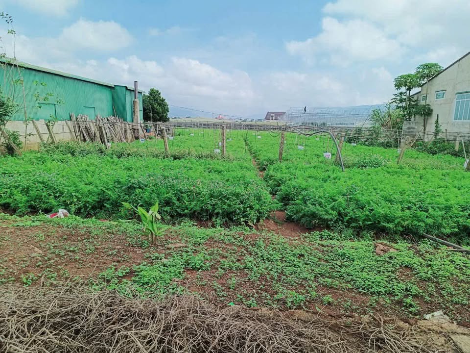 Đất nền Đơn Dương 399m² giá 18.63 tỷ - Sổ hồng riêng chính chủ!