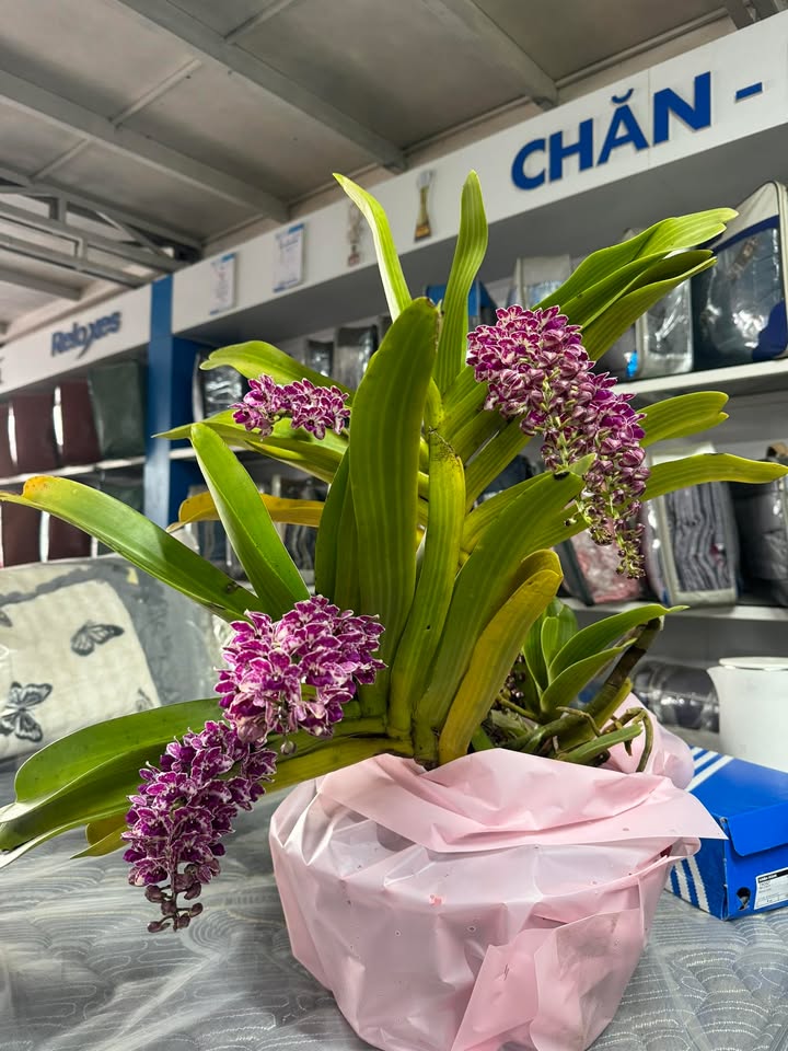 Đất nền Mộc Châu 1800m² giá 4 tỷ - Tiềm năng đầu tư lớn!