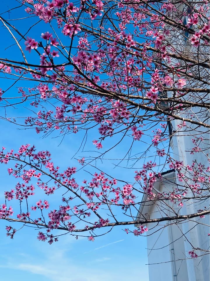 Lô đất đường Phù Đổng Thiên Vương, Đà Lạt 93m² - Giá chỉ 5.9 tỷ!