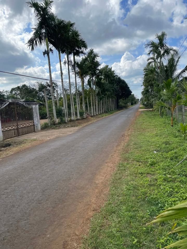 Đất mặt tiền 30m x 50m tại Ea Ngai, Krông Búk – Giá chỉ 165 triệu!