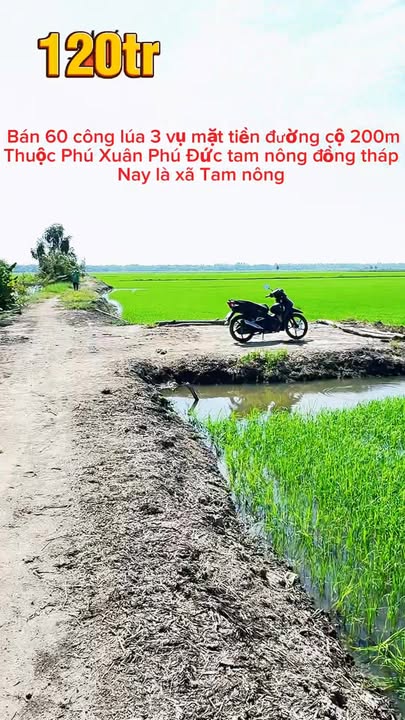 Đất lúa 60 công mặt tiền đường Cộ 200m, xã Phú Đức - Đầu tư sinh lời tuyệt vời!