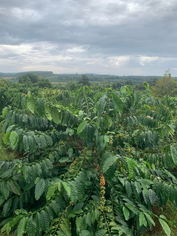 Farm 2.9ha tại Ea Nam, Đăk Lăk - Đầu tư sinh lời với cây cà phê và nhiều loại cây trồng!