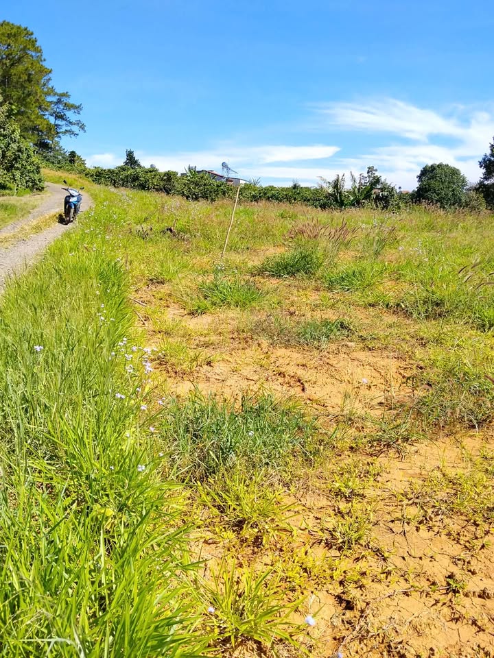 Đất nền Di Linh 4300m² giá 3.5 tỷ - Đầu tư sinh lời ngay!