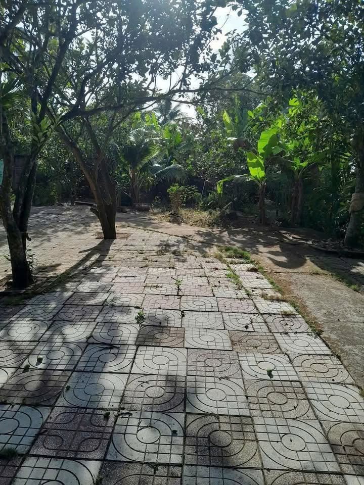 Đất thổ cư Châu Hòa Giồng Trôm 450m² giá 500 triệu - Cơ hội đầu tư tuyệt vời!