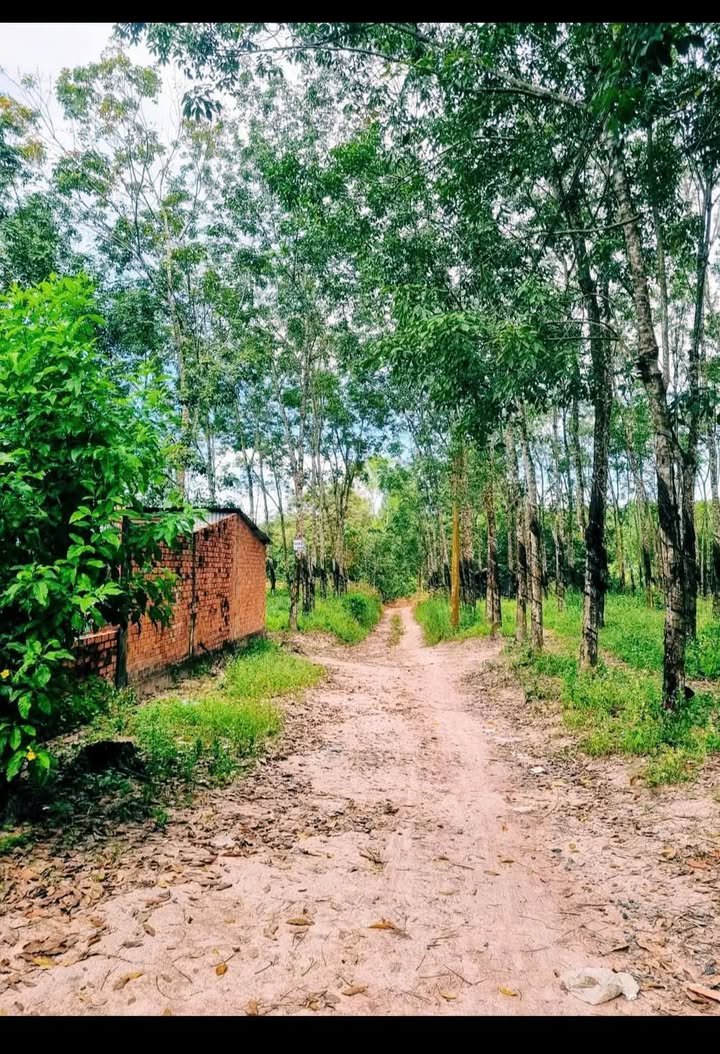 Đất nền Trà Tân, Đức Linh, 5ha giá 15 tỷ - Đầu tư sinh lời ngay!