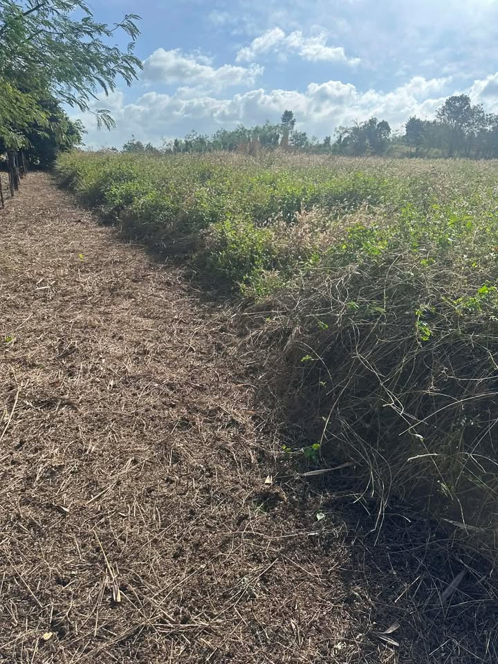 Đất nền Ea Bar, Buôn Đôn 2500m² giá 480 triệu - Cơ hội đầu tư tuyệt vời!