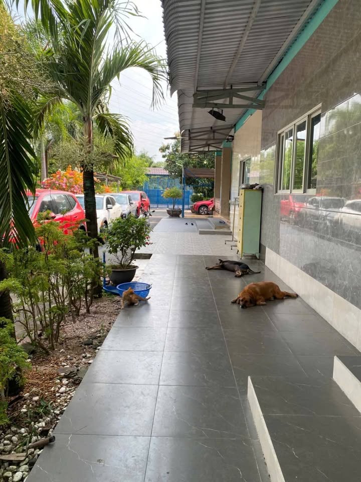 Đất vườn 3000m² xã Phong Phú giá 16 tỷ - Chính chủ bán gấp!