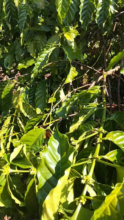 Cho thuê lô cà phê 650 cây tại xã Ia Chia, giá 500 triệu - Kinh doanh ổn định 9 năm