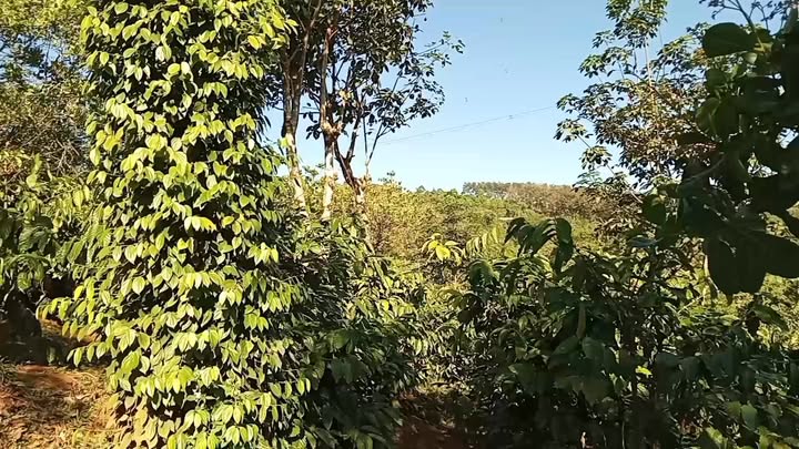 Đất nền 1ha xã Quảng Tân, Tuy Đức chỉ 1.3 tỷ - Cơ hội đầu tư lý tưởng!