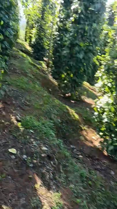 Đất vườn thôn 7, xã Đắk Ha, 3600m² giá 2.6 tỷ - Sổ hồng trao tay!