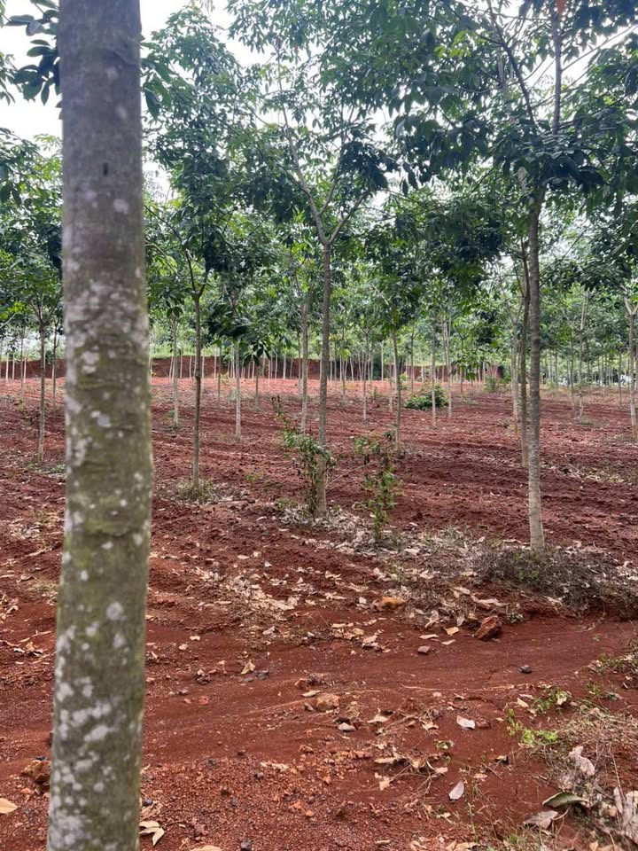 Đất cao su Tân Lợi 29,000m² - Giá thỏa thuận hấp dẫn!