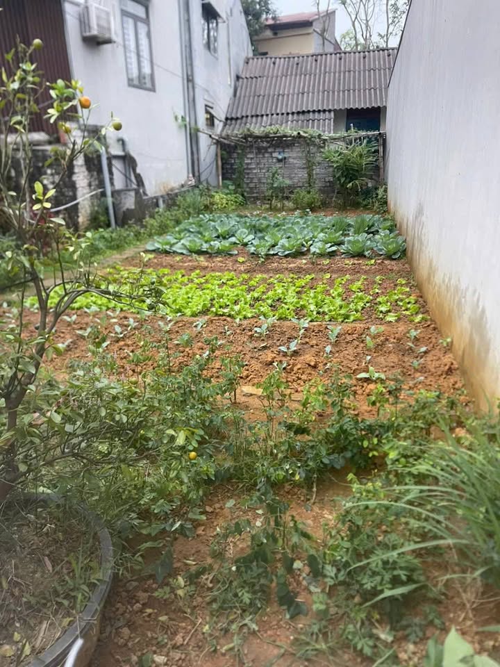 Đất nền chính chủ phường Yên Thịnh 92.5m² giá 1.3 tỷ - Kinh doanh sầm uất, không ngập úng!