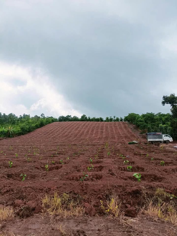 Đất thổ cư 8 sào tại thôn 6 Trúc Sơn, Cư Jút, Đắk Nông giá 1.2 tỷ - Đầu tư sinh lời cao!