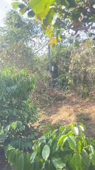 Farm đất vườn Ia Kla 3000m² giá 650 triệu - Đầu tư sinh lời tiềm năng!