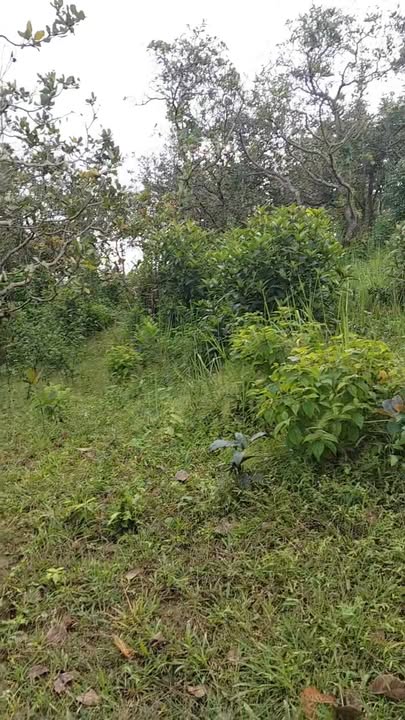 Đất nền 1,5 ha tại thôn Đắk Queng, xã Quảng Tân - Giá chỉ 1,1 tỷ, thương lượng tốt!