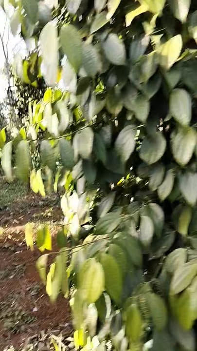 Đất nông nghiệp Trường Xuân 25.200m² giá 1.1 tỷ - Cơ hội đầu tư hấp dẫn!