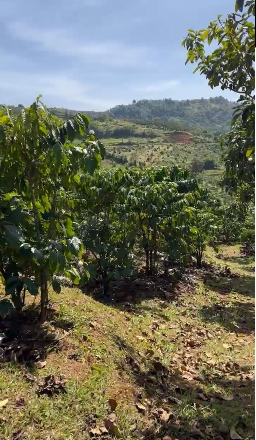 Đất nền Lộc Tân, Bảo Lộc 8,1 sào giá 2,1 tỷ - Đầu tư sinh lời ngay!