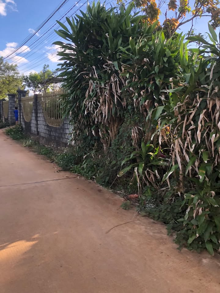 Đất nền liền kề Bùi Viện, An Phú, Pleiku 115m² giá chỉ 400 triệu - Cơ hội đầu tư tuyệt vời!