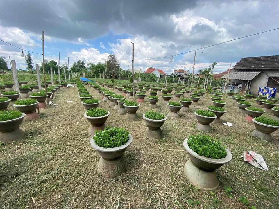 Bán đất vườn Nghĩa Thương 1.000m² giá 1.4 tỷ - Đường ô tô vào tận nơi!