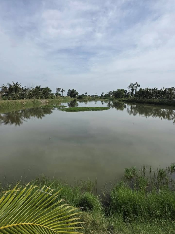 Bán đất ấp Thọ Mai, xã Phú Mỹ 9500m² - Tiềm năng phát triển du lịch