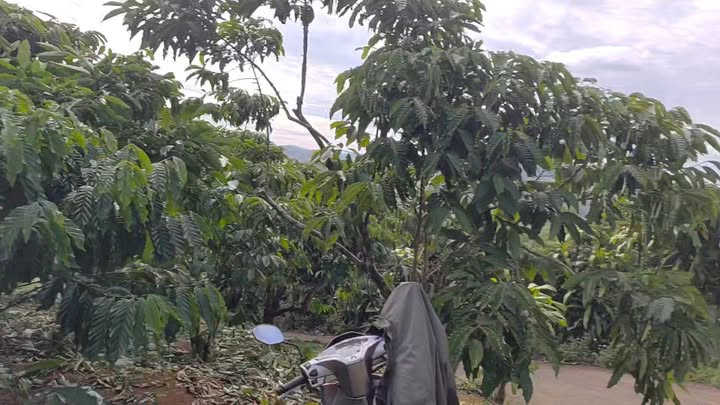 Đất nền Bảo Lộc 3000m² giá 2.5 tỷ - Sổ đỏ chính chủ, mặt tiền đường Phùng Hưng!