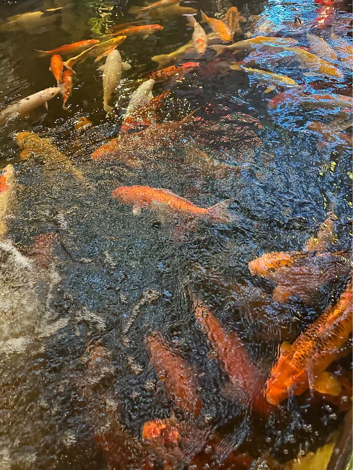 Đất lô góc 2 mặt tiền đường Bà Huyện Thanh Quan, Ngũ Hành Sơn, 145m² - Cách biển Mỹ Khê chỉ 500m!