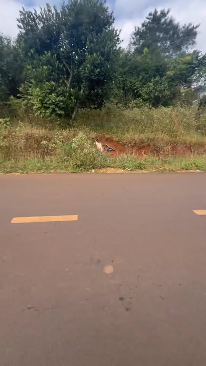 Đất nền đường Lê Lai Đức Cơ 228m² giá thỏa thuận - Cơ hội tốt cho đầu tư!