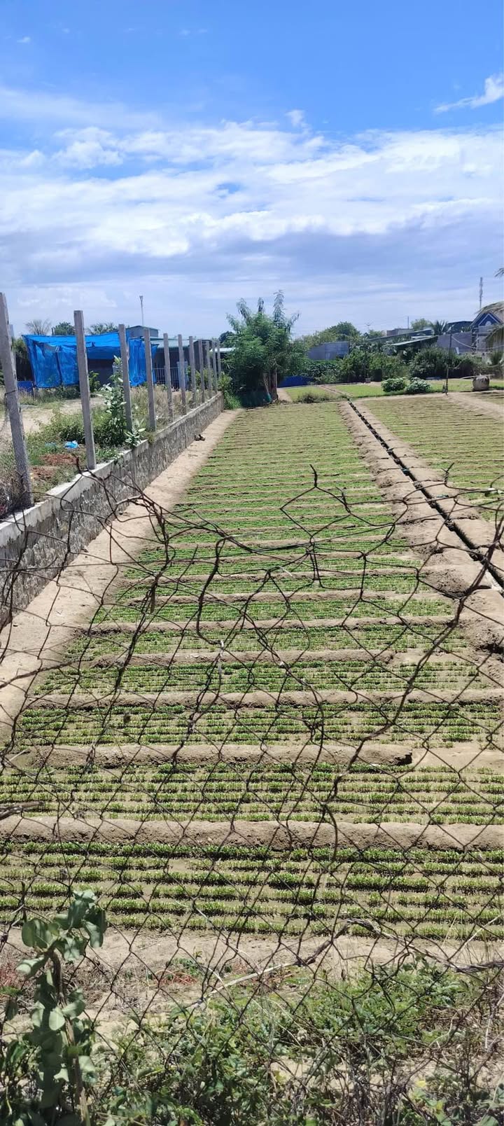 Lô đất mặt tiền Trần Quý Cáp, Mỹ Hải, Phan Rang 182m² - Giá chỉ 950 triệu, chính chủ!