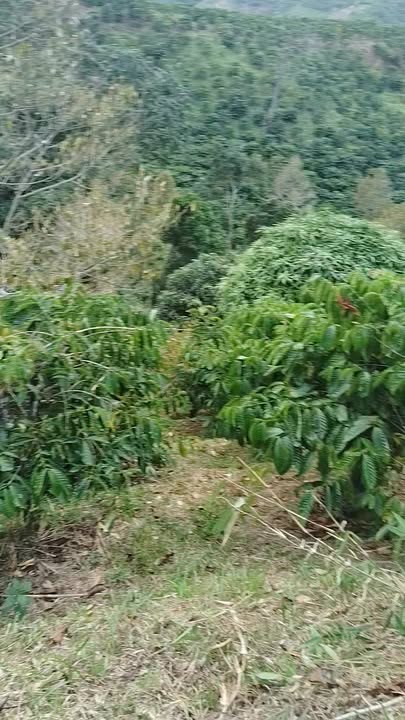 Lô đất 1ha Đạ Long, Đam Rông - Giá chỉ 1 tỷ, Full cà phê, thương lượng trực tiếp!