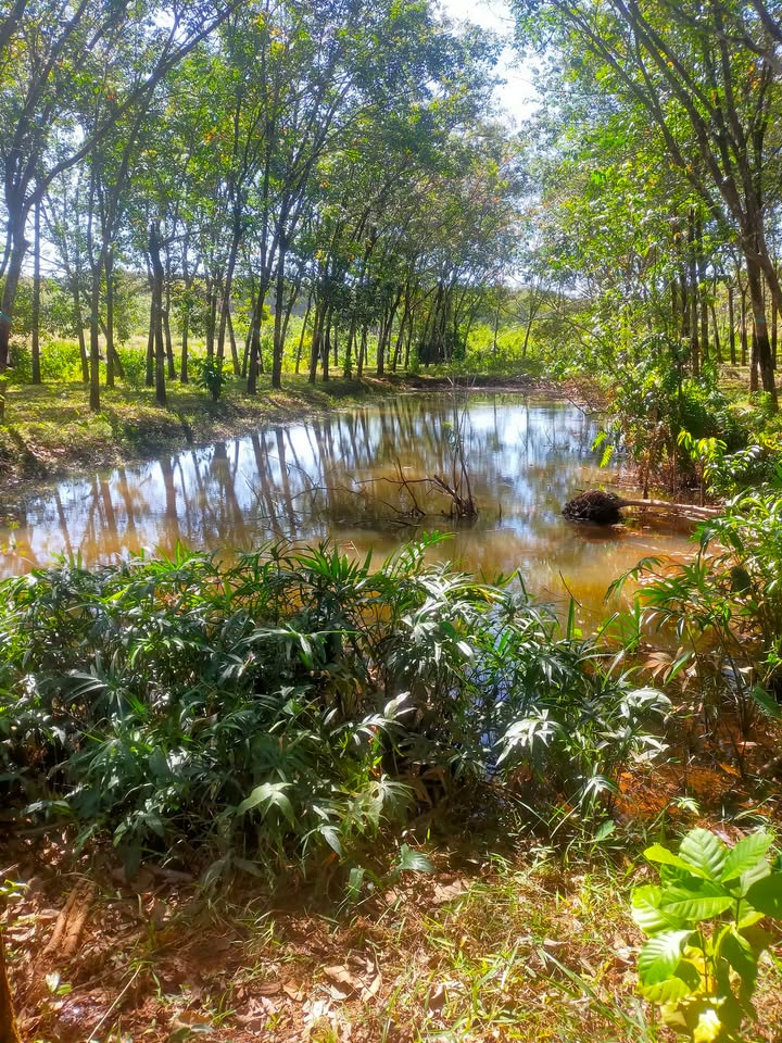 Đất nền xã Minh Hưng, huyện Bù Đăng 10,000m² giá 1.8 tỷ - Cần bán gấp chính chủ!