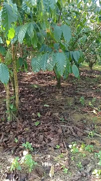 Đất nền Đinh Trang Thượng 30.000m² giá 2.7 tỷ - Sổ đỏ đầy đủ, vị trí đẹp!