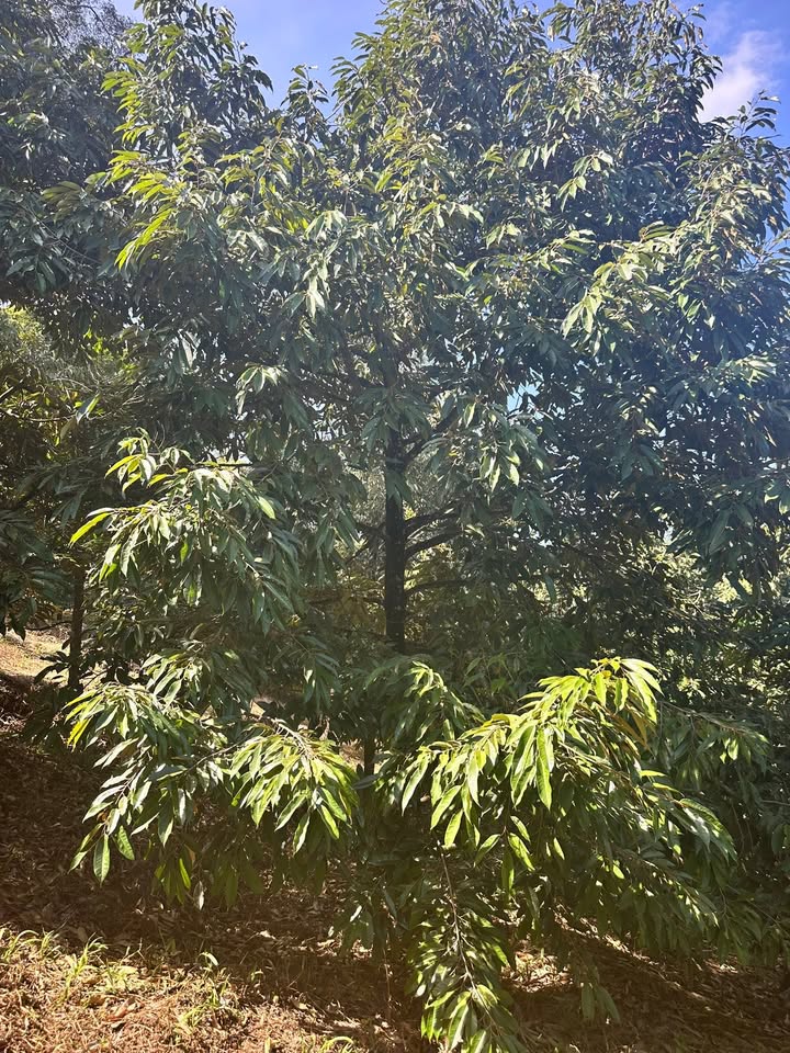 Farm Bảo Lâm 18.000m² giá 175 triệu - Đất chính chủ, tiện nghi đầy đủ!